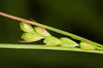 Ouachita Mountain sedge